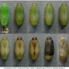 pol icarus pupa13 volg4